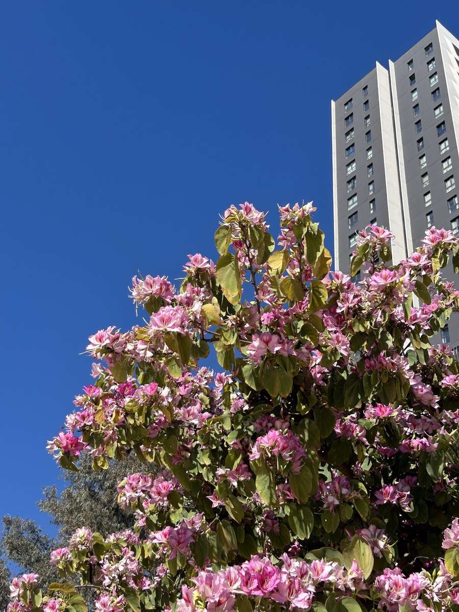 Bougainvillea vor andalusischem Himmel